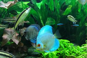 Blue Diamond Discus