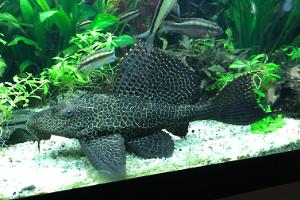 Sailfin Pleco