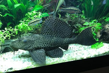 Sailfin Pleco Thumbnail