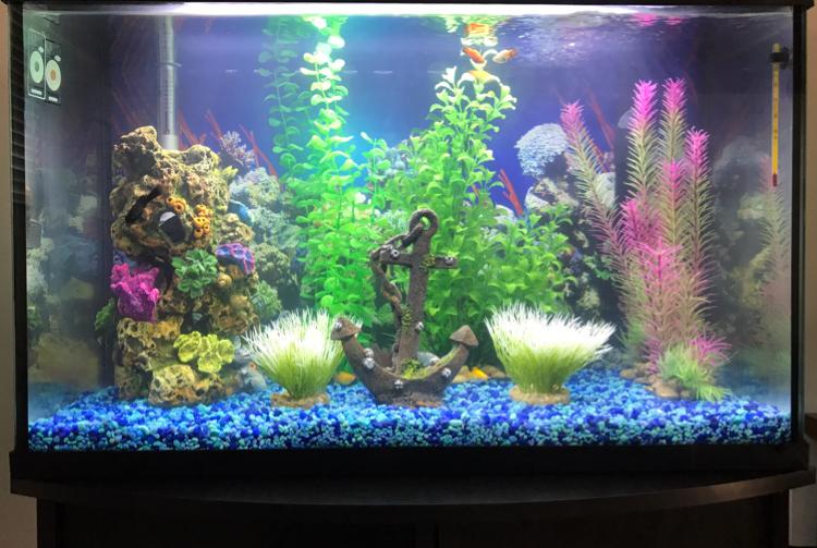 Our Family Aquarium on Aug 26, 2017