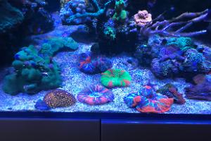 Atla's Reef on Aug 27, 2017