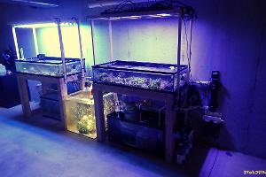 200 Gallon Frag System on August 28, 2017