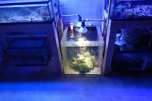 200 Gallon Frag System on August 28, 2017