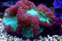 Big Polyp Blastomussa Coral Thumbnail