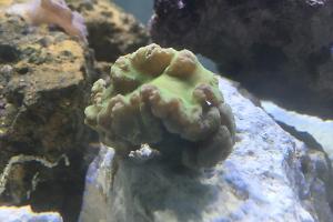 Cabbage Leather Coral Thumbnail