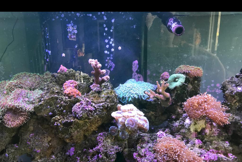 My Aquarium on Sep 3, 2017