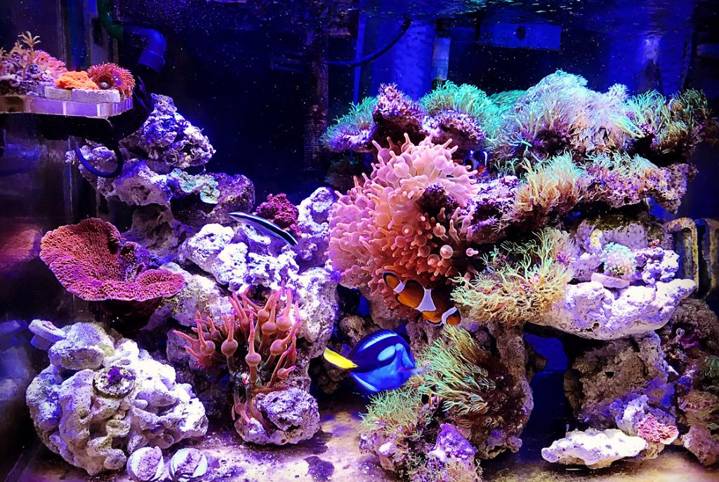 My Aquarium on Sep 4, 2017