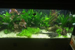 My Aquarium on Sep 5, 2017