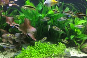 My Aquarium on Sep 5, 2017