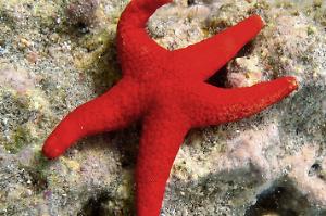 Red Sea Star