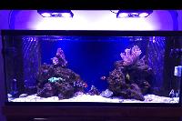 My Aquarium on Sep 7, 2017