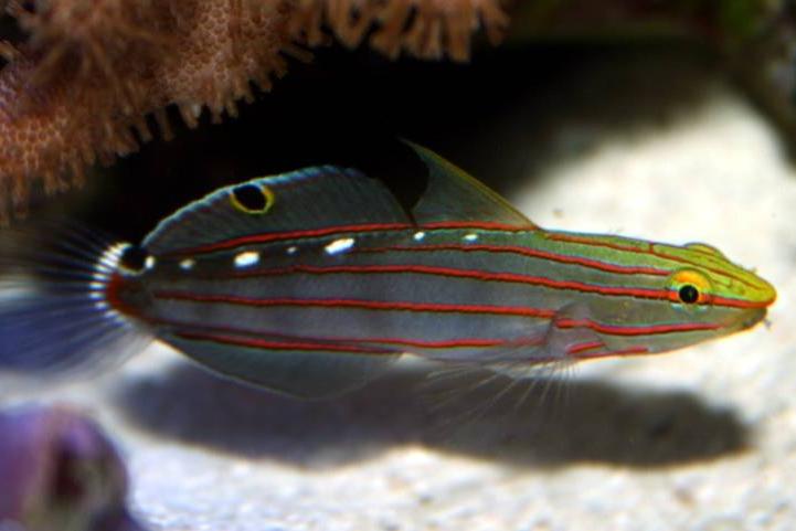 Court Jester Goby / Amblygobius rainfordi 107