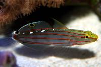 Court Jester Goby Thumbnail