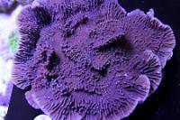 Montipora Undata Thumbnail