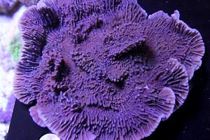 Idaho Grape Montipora Thumbnail