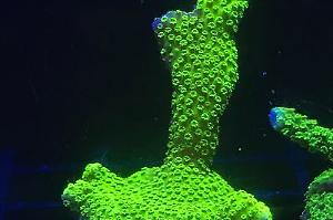 ORA Green Branched Montipora Coral Thumbnail