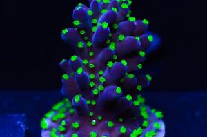 Purple Garf Bonsia Coral Thumbnail