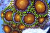 Fiji Dragon Eyes Zoa