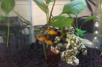 Red Wag Platy Thumbnail