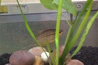 Pearl Gourami Thumbnail