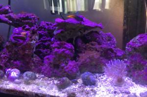 55 gallon reef Thumbnail