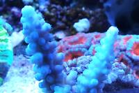 Acropora Gomezi Thumbnail