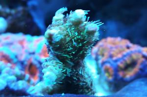 Acropora millepora Thumbnail