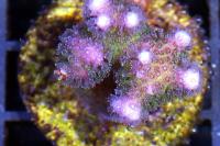 Pocillopora Thumbnail