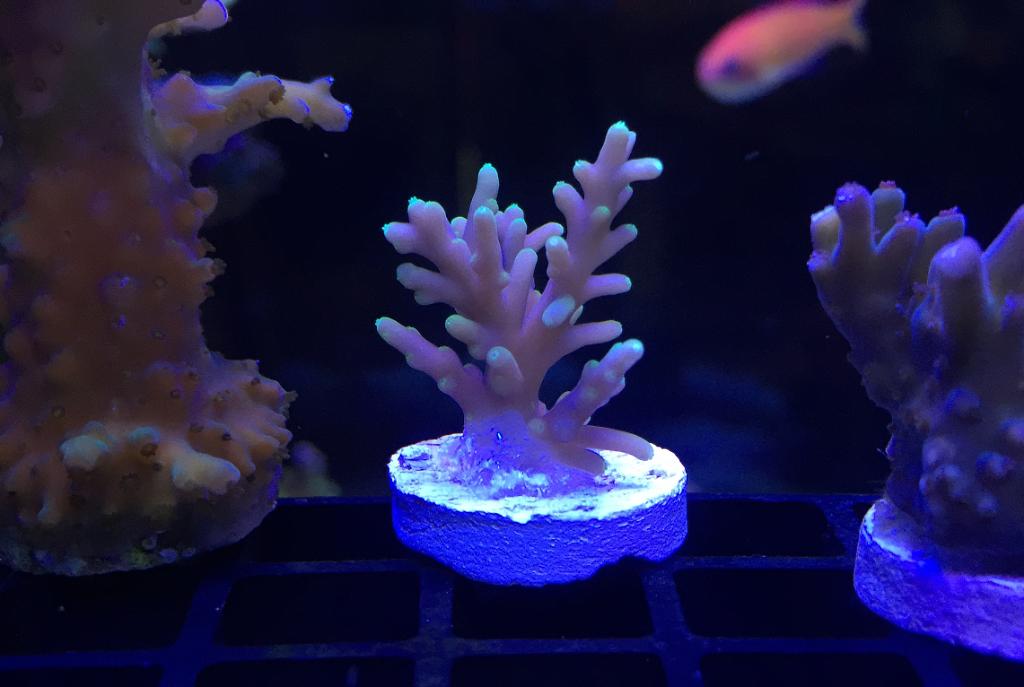 Acropora (Tyree Mr. Pacman)