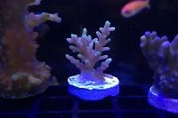 Acropora Tyree Mr. Pacman Thumbnail