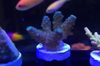 Acropora BC Blue Moon Humulis Thumbnail