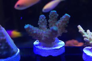 Humilis Acropora Coral Thumbnail