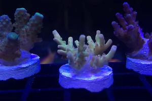 Acropora nasuta Thumbnail