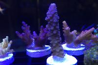 Acropora BC Strawberry Spath Thumbnail