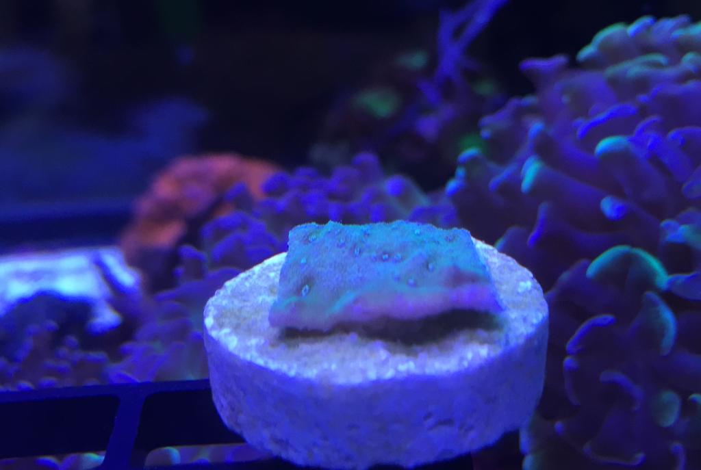 Montipora Undata