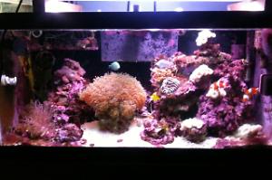 50 gal reef Thumbnail