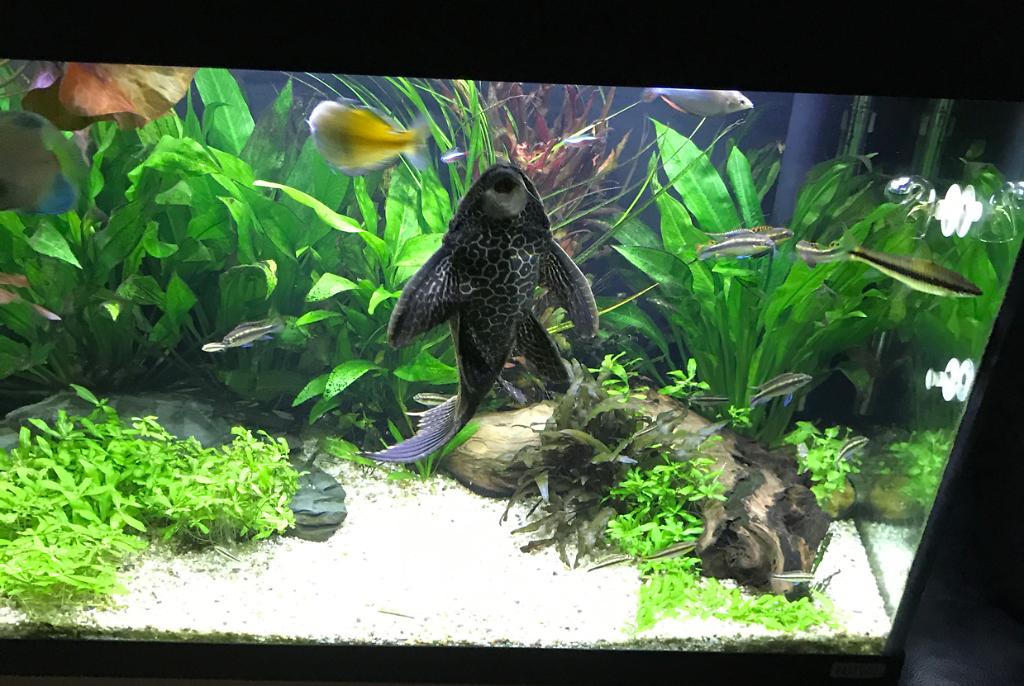 My Aquarium on Sep 14, 2017