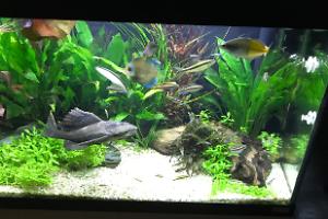 My Aquarium on Sep 14, 2017