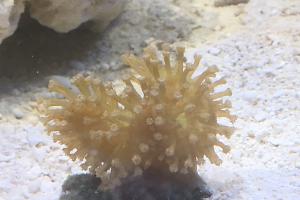 Toadstool Mushroom Leather Coral Thumbnail