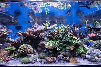 My Aquarium on September 18, 2017