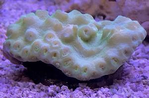 Cup Coral Thumbnail