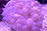 Bubble Coral Thumbnail