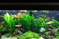 My Aquarium on Sep 23, 2017