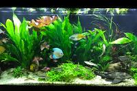 My Aquarium on Sep 23, 2017