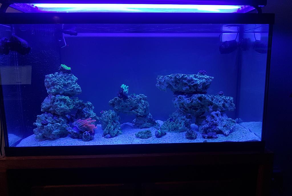 My Aquarium on September 24, 2017