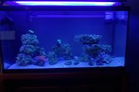 My Aquarium on September 24, 2017