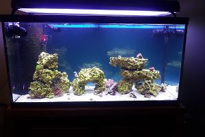 My Aquarium on September 26, 2017