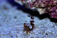 Sexy Anemone Shrimp Thumbnail