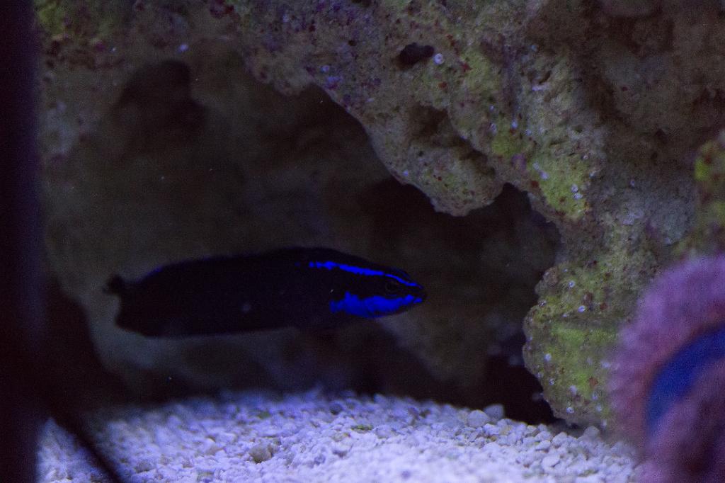 Springeri Dottyback