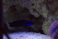 Springeri Dottyback Thumbnail